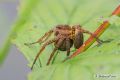 Dolomedes sp.